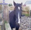 Endma�pony Wallach