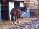 Endma�pony Wallach