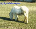 Shetty mit Winterfell