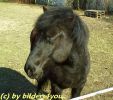 Endma�pony 4 j�hrig