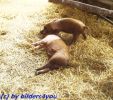 2 Ferkel