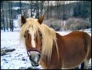 Sch�ne Haflinger Stute