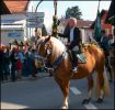 S�ddeutsches Kaltblut