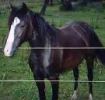 S��e Pferde, Ponys und Fohlen