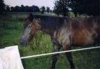 S��e Pferde, Ponys und Fohlen